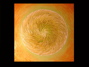 EMBRYO
