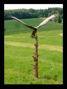 BIRD OF PREY