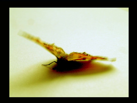 DYING BUTTERFLY