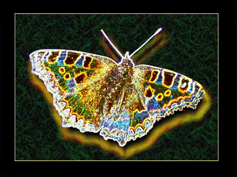 DEAD BUTTERFLY