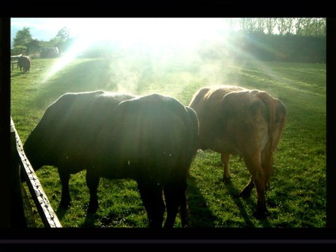 COWS 