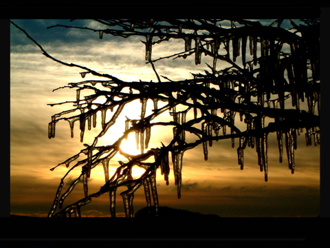 ICE BUSH 