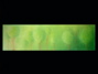 FOREST EDGE