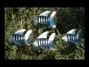 FOUR FISH